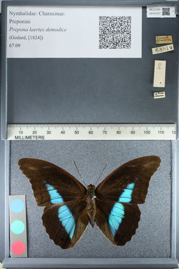 Media type: image;   Entomology 161317